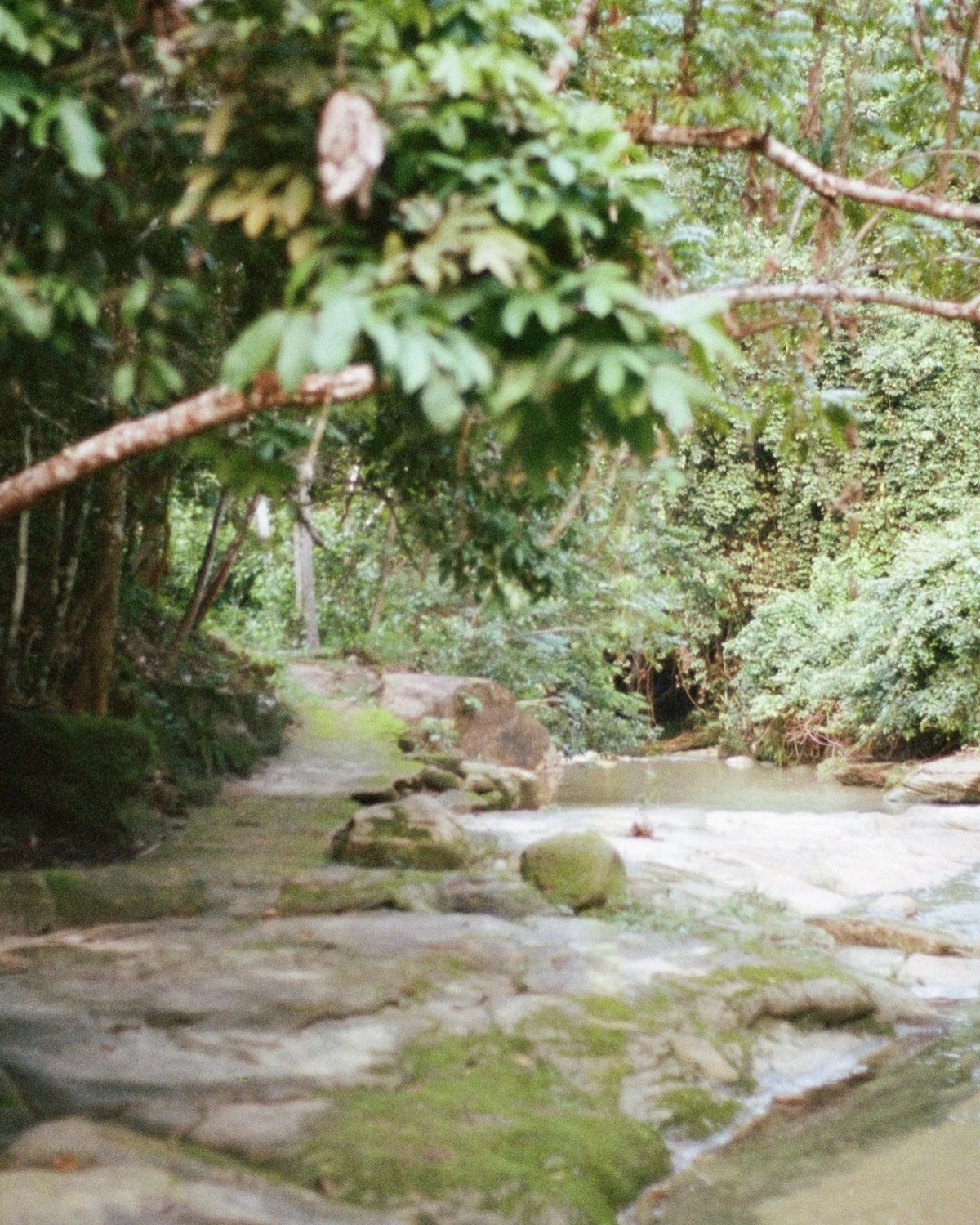 A mossy forest path beside a flowing stream
