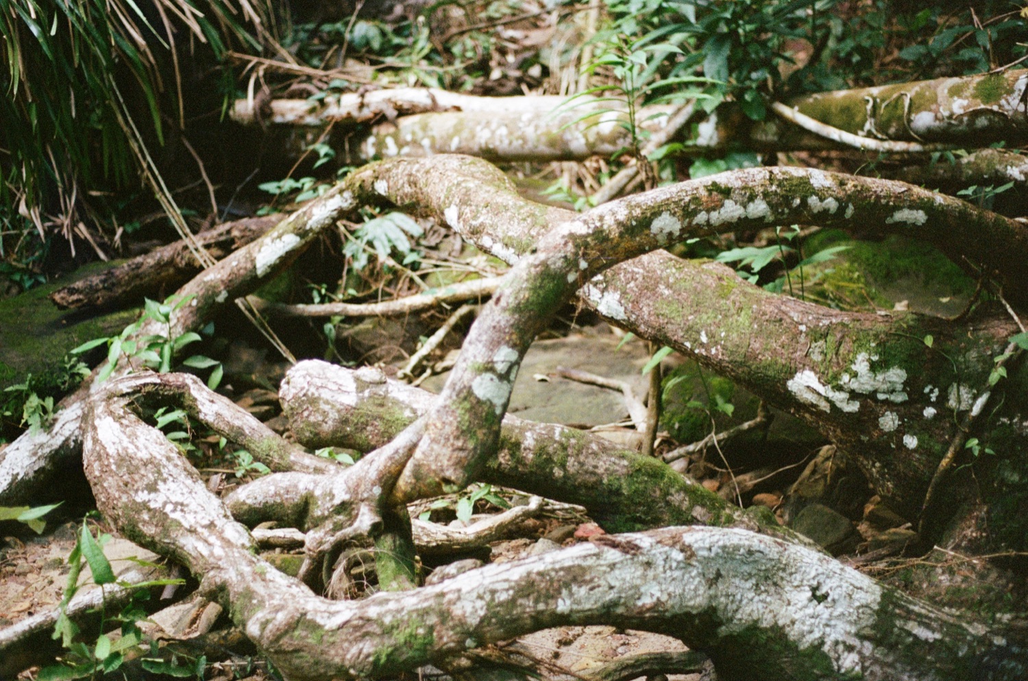 Entwined tree roots on the forest floor